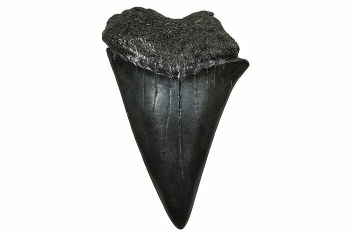 Fossil Broad-Toothed Mako Tooth - South Carolina #374794